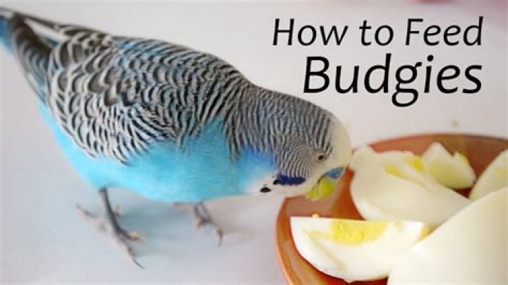 What treats can you give your budgie?