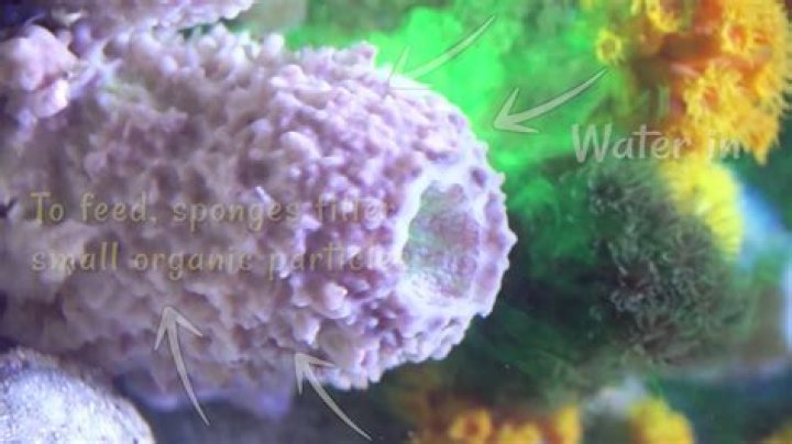 What type of nutrients do sponges feed on How do they eat?