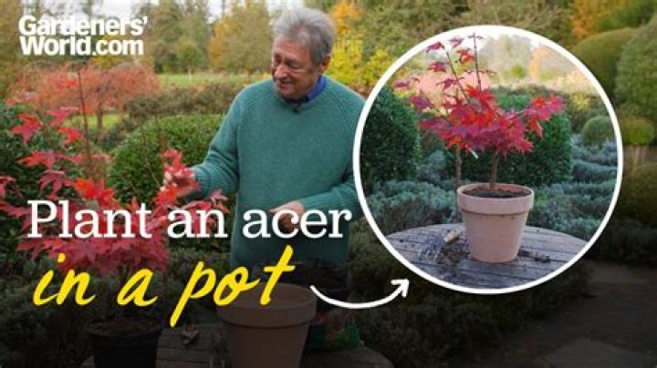 When should I plant an Acer tree?