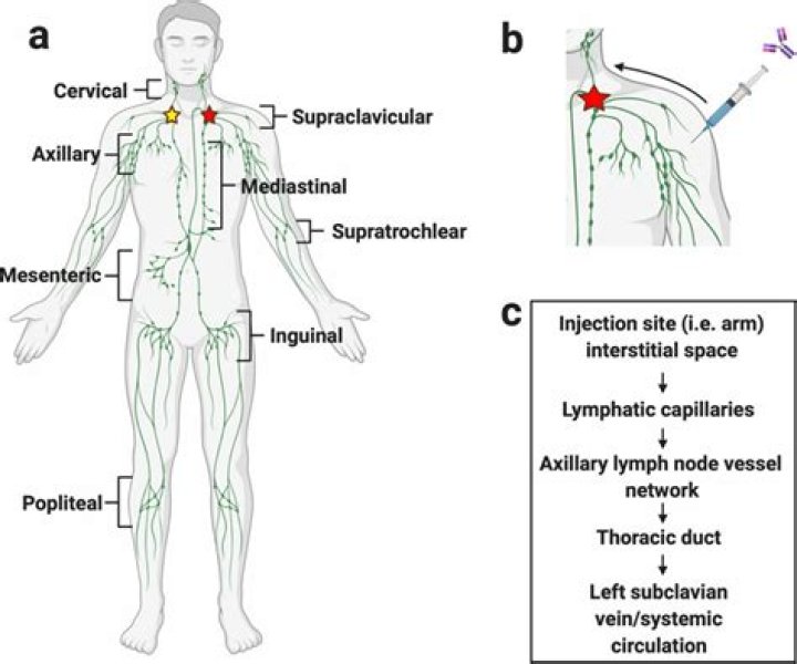 Where are clusters of lymph nodes found?
