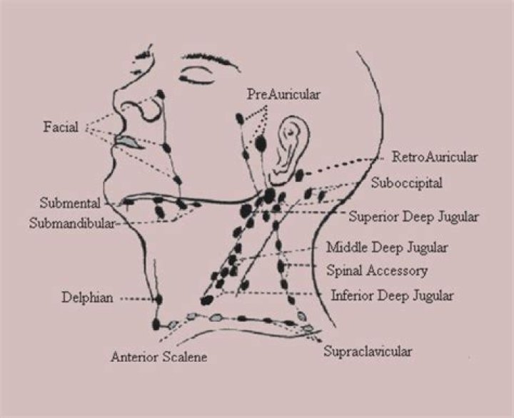 Where are deep cervical lymph nodes located?