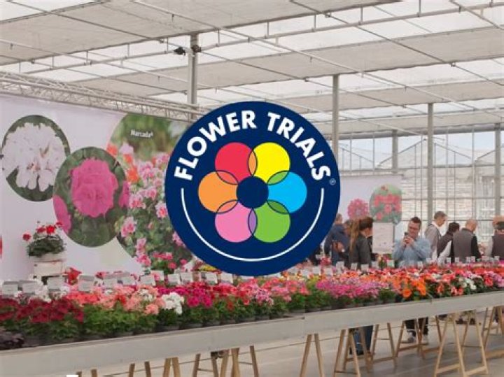 Where can I buy flowers in Chicago?