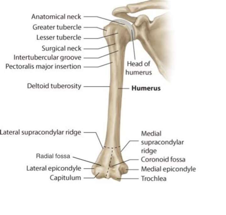 Where does the head of the humerus enter in the shoulder?
