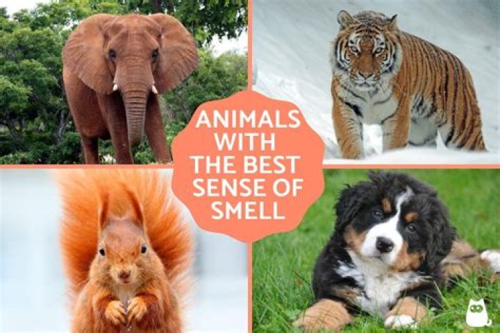 Which big cat has the best sense of smell?