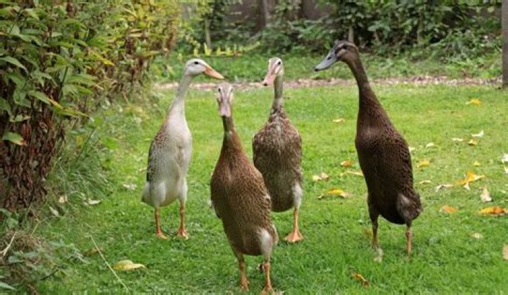 Which ducks are quietest?