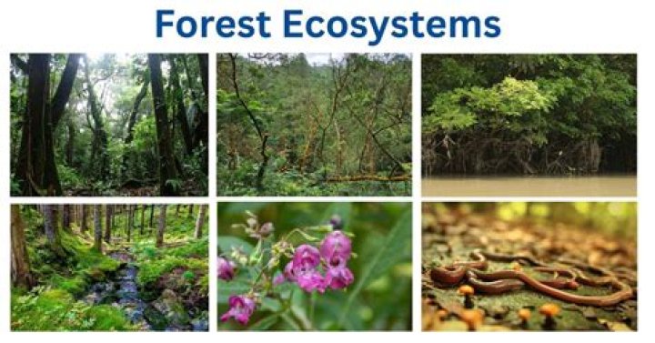 Which is the stable ecosystem?