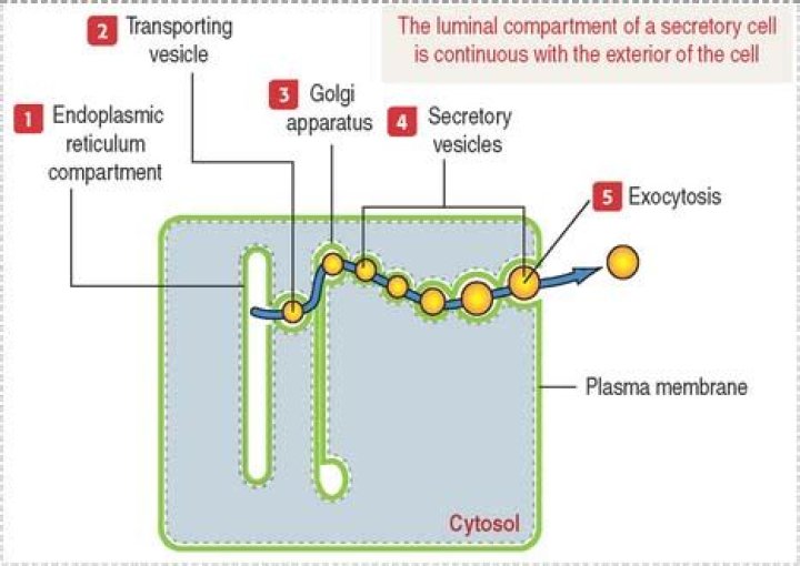 Which of the following organelles are part of the Cytomembrane system?