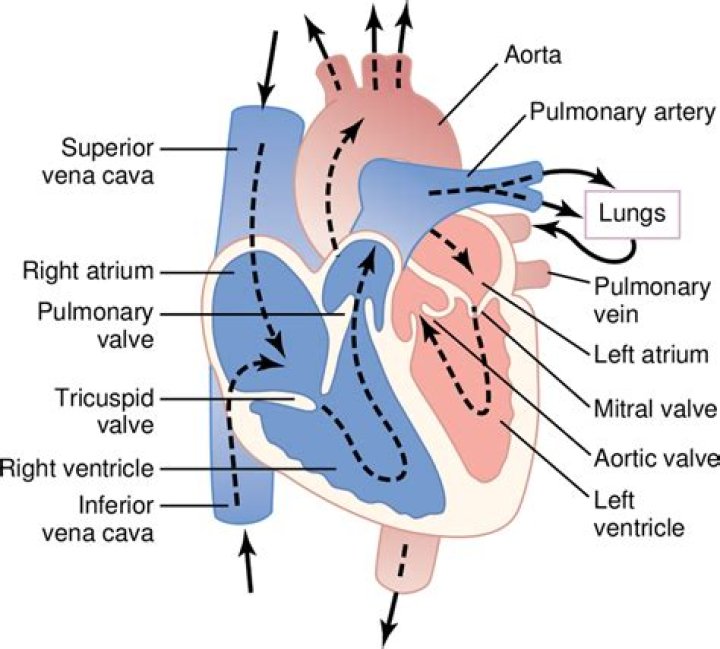 Which side of the heart pumps blood to the lungs?