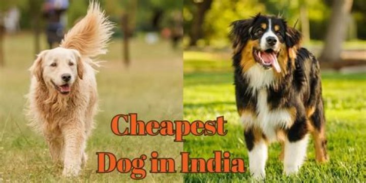 Who is the cheapest dog in India?