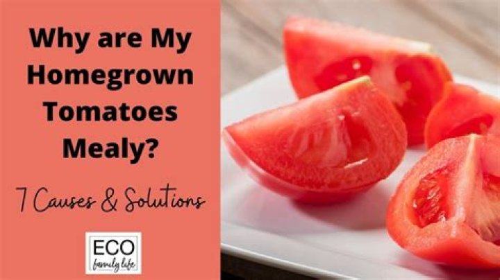 Why are my tomatoes mealy?
