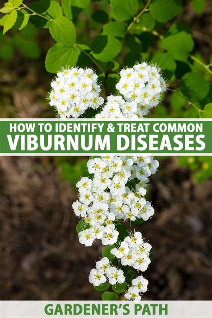 Why are my viburnum dying?