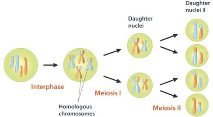 Why are the daughter cells of meiosis genetically different?