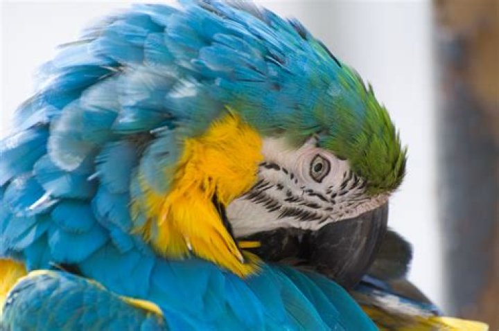 Why do birds raise their head feathers?