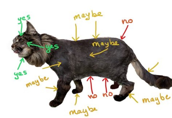 Why do cats hate when you touch their tail?