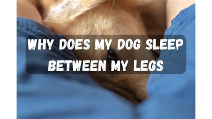 Why does my dog like to sit between my legs?