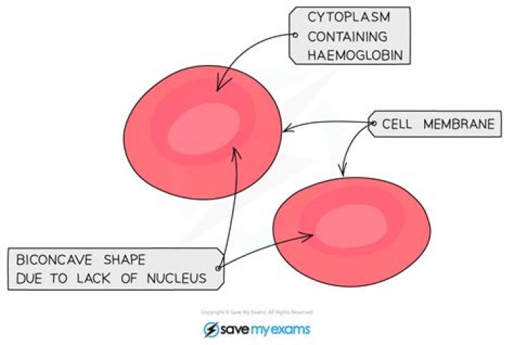 Why does red blood cells have a biconcave shape?
