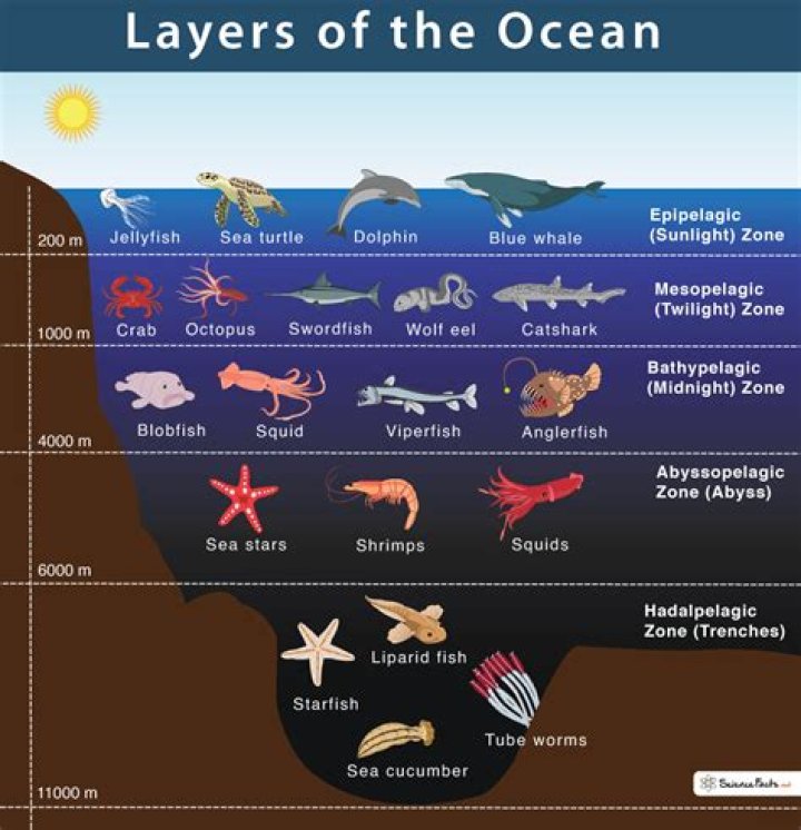 Why does the ocean have layers?