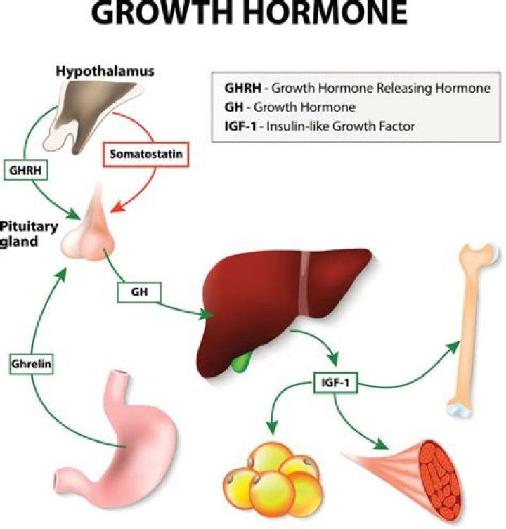 Why is human growth hormone illegal?