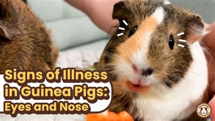 Why is my guinea pig flipping out?