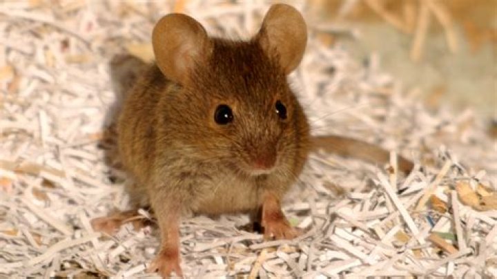 Why would a mouse have white eyes?