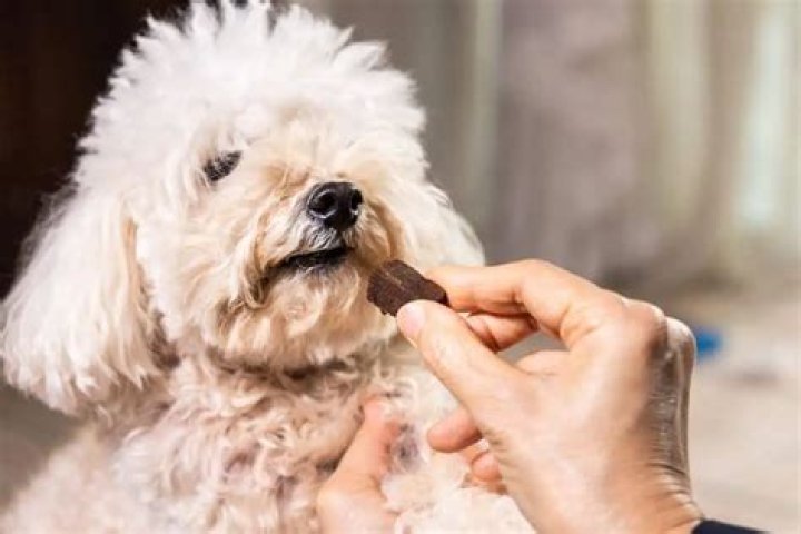 Wie lange dauert es bis Milben beim Hund weg sind?